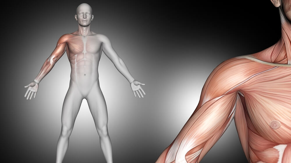 3D male medical figure with muscular system highlighted